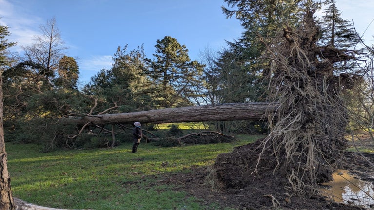A fallen tree at Rowallane in Northern Ireland after Storm Éowyn
